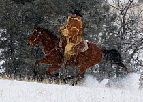 Cowboy galloping through snow, wearing thick sheepskin coat, Wyoming, USA, February 2012, model released