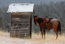 Cowboy's horse tethered to small wooden hut, Wyoming, USA, February 2012