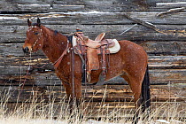 Cowboy's horse tethered to wooden hut, Wyoming, USA, February 2012