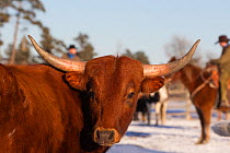 Long horned cattle rounded up by cowboys, Wyoming, USA, February 2012, model released