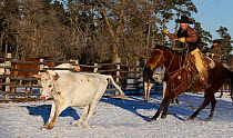 Cowboy lassooing cattle during round-up, Wyoming, USA, February 2012, model released
