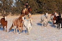 Cowboy rounding up herd of quarter horses in snow, Wyoming, USA, February 2012, model released