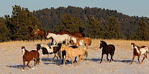 Cowboy rounding up herd of paint quarter horses trotting through snow, Wyoming, USA, February 2012