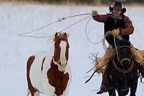 Cowboy lassooing paint quarter horse in snow, Wyoming, USA, February 2012, model released