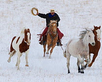 Cowboy rounding up and lassooing paint quarter horses in snow, Wyoming, USA, February 2012, model released