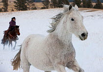 Cowboy rounding  up grey quarter horse, running through snow, Wyoming, USA, February 2012