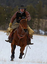 Mounted cowboy riding in snow, galloping, Wyoming, USA, February 2012, model released