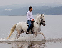 Lusitano horse, man riding stallion through water, Portugal, May 2011, model released