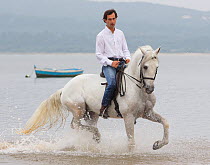 Lusitano horse, man riding stallion through water, Portugal, May 2011, model released