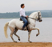 Lusitano horse, man riding stallion, practising dressage steps beside water, Portugal, May 2011, model released