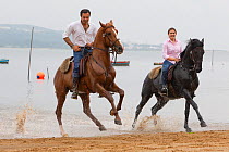 Lusitano horse, man and woman riding through water, Portugal, May 2011, model released