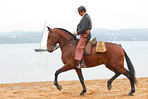Lusitano horse, man riding stallion beside water, wearing traditional dress and practising dressage steps, Portugal, May 2011, model released