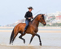 Lusitano horse, woman riding stallion bareback in water, practising dressage steps, Portugal, May 2011, model released