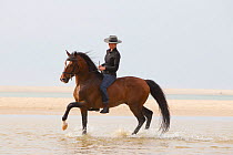 Lusitano horse, woman riding stallion bareback through water, practising dressage steps, Portugal, May 2011, model released