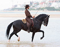 Lusitano horse, man riding stallion thorugh water, wearing traditional dress and practising dressage steps, Portugal, May 2011, model released