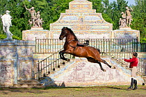 Lusitano horse, man training stallion in dressage steps, the high leap, Royal Riding School, Lisbon, Portugal, May 2011, model released
