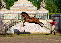 Lusitano horse, man training stallion in dressage steps, the high leap, Royal Riding School, Lisbon, Portugal, May 2011. No release available.