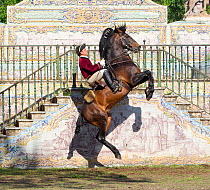 Lusitano horse, man training stallion in dressage steps, standing up on hind legs and then jumping in the air, Royal Riding School, Lisbon, Portugal, May 2011, model released