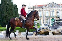 Lusitano horse, man riding stallion in dressage steps, Royal Riding School, Lisbon, Portugal, May 2011, model released