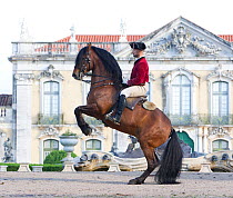 Lusitano horse, man riding stallion in dressage steps, standing up on hind legs, Royal Riding School, Lisbon, Portugal, May 2011, model released