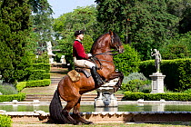 Lusitano horse, man riding stallion in dressage steps, standing up on hind legs, Royal Riding School, Lisbon, Portugal, May 2011, model released