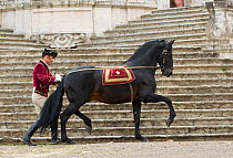 Lusitano horse, man training stallion in dressage steps, Royal Riding School, Lisbon, Portugal, May 2011, model released