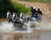Lusitano horses, carriage racing through water, Portugal, May 2011