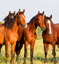 Lusitano horses, group of four bays at stud, Portugal