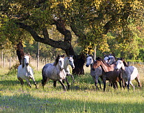 Lusitano horses, mares running at stud, Portugal, May 2011