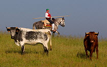 Lusitano horse, mounted campino herding cattle, Portugal, May 2011