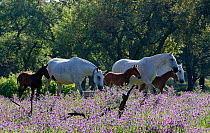 Lusitano horses, mares and foals at stud, Portugal, May 2011