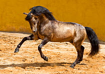 Lusitano horse, dun stallion prancing, Portugal, May 2011