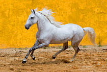 Lusitano horse, grey stallion cantering, Portugal