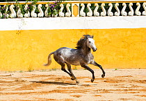 Lusitano horse, grey stallion cantering, Portugal