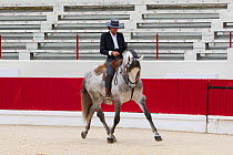 Lusitano horse, bull fighter mounted on grey stallion, performing dressage steps, Portugal, May 2011, model released