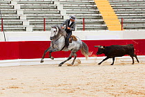 Lusitano horse, bull fighter mounted on grey stallion, in this type of bull fighting neither horse nor bull are injured, Portugal, May 2011, model released