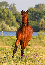 Lusitano horse, bay horse at stud, Portugal, May 2011