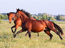 Lusitano horse, two bay horses at stud, Portugal, May 2011