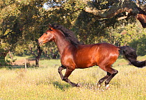 Lusitano horse, bay horse cantering in field at stud, amongst cork oak trees, Portugal, May 2011