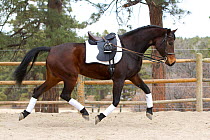 Trakehner horse (ancient prussian breed), mare performing dressage steps without a rider, Castle Rock, Colorado, USA, 2011