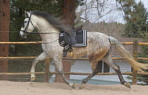 Andalusian horse (ancient spanish breed), mare performing dressage steps without a rider, Castle Rock, Colorado, USA, 2011