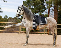 Andalusian horse (ancient spanish breed), mare raising foreleg, performing dressage steps without a rider, Castle Rock, Colorado, USA, 2011