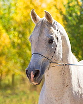 Arabian horse, portrait, New Mexico, USA, March 2011