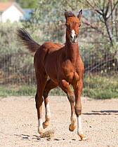 Arabian horse, young foal trotting, New Mexico, USA