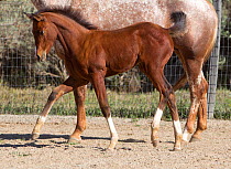 Arabian horse, young foal trotting beside mother, New Mexico, USA