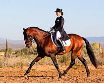 Lusitano horse (ancient breed from Portugal), woman riding bay stallion performing dressage, Taos, New Mexico, USA, September 2011, model released