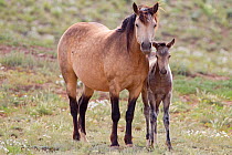 Mustang / Wild horse, mare with foal, Wyoming, USA