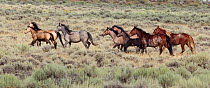 Mustangs / Wild horses, herd on the move, Adobe Town, Wyoming, USA
