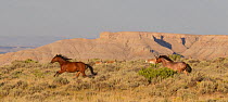 Mustangs / Wild horses, two horses with Pronghorn antelope (Antilocapra americana) in the background, Adobe Town, Wyoming, USA