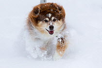 Australian shepherd dog running through snow, Colorado, USA